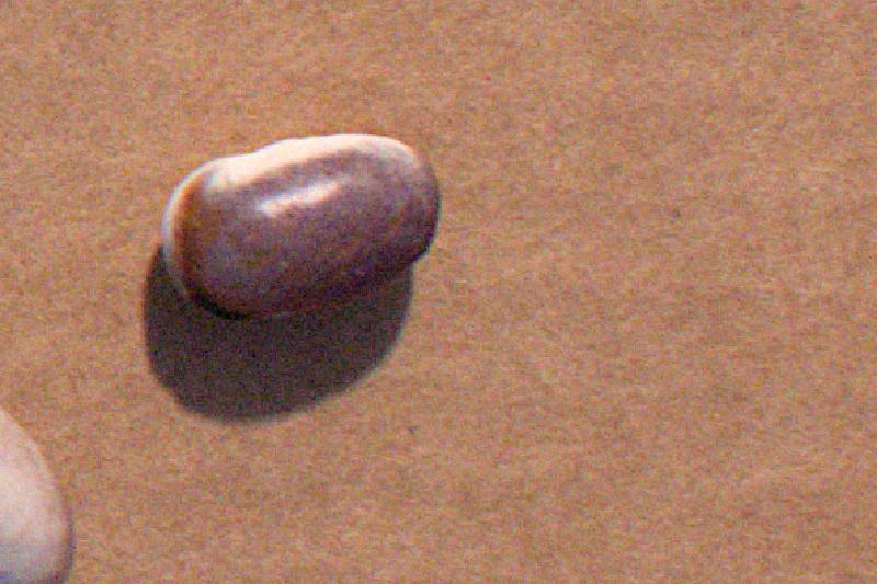 beans