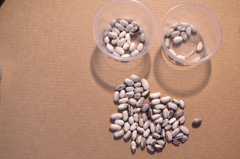 beans