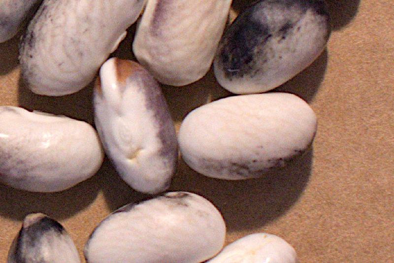 beans