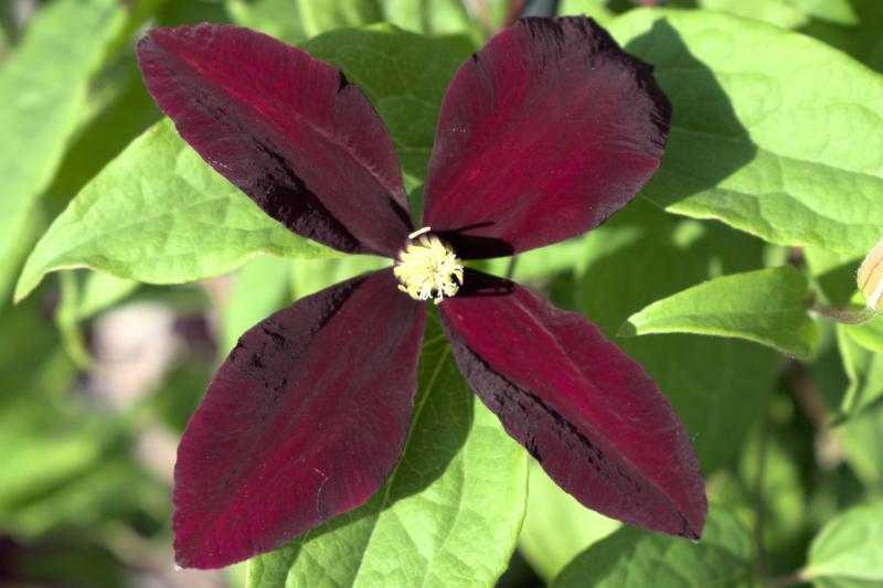 clematis