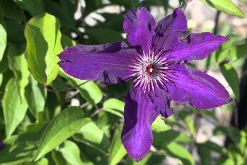 clematis