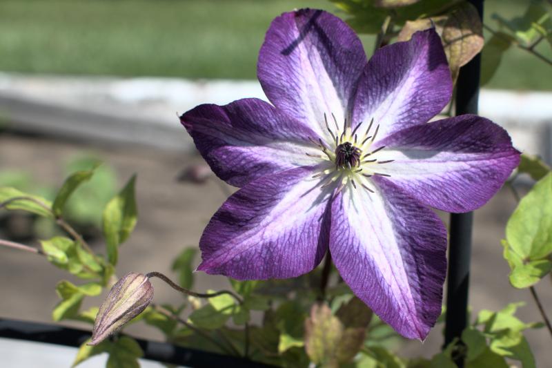 clematis