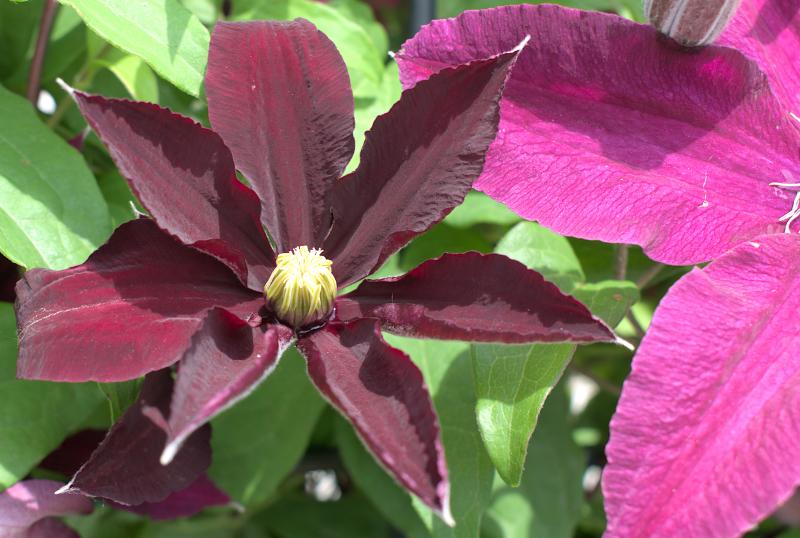 clematis