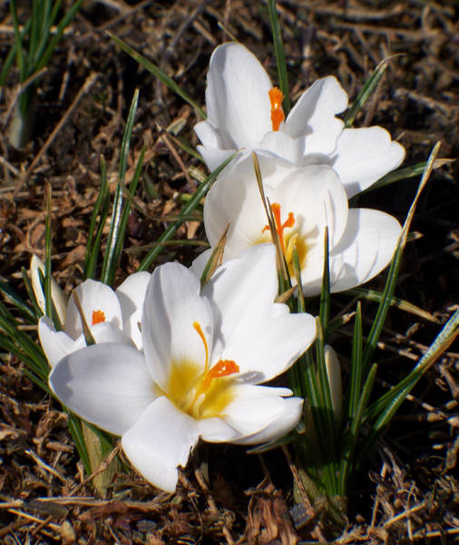 crocus