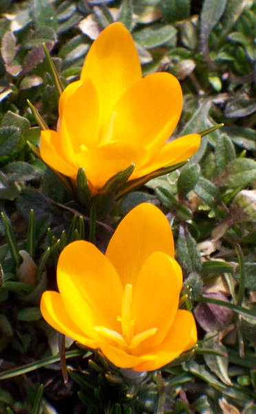 crocus