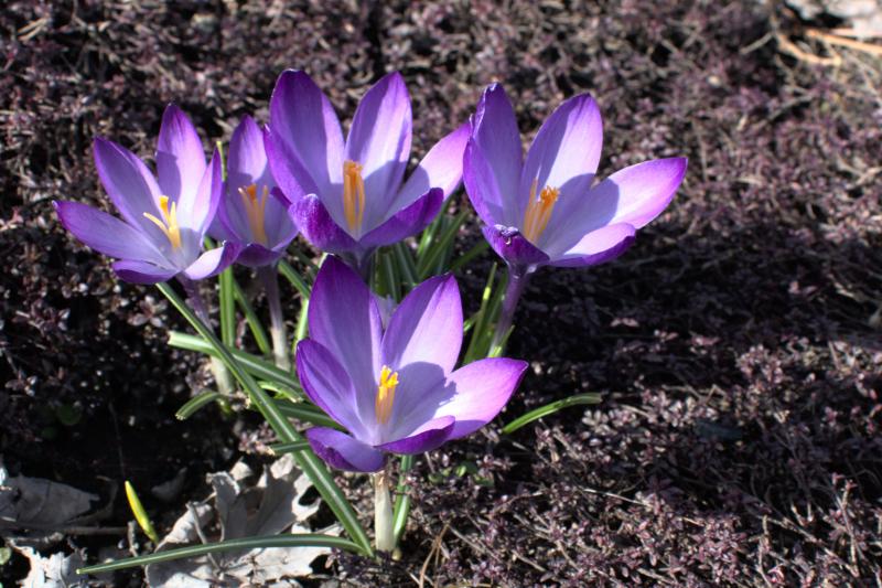 crocus