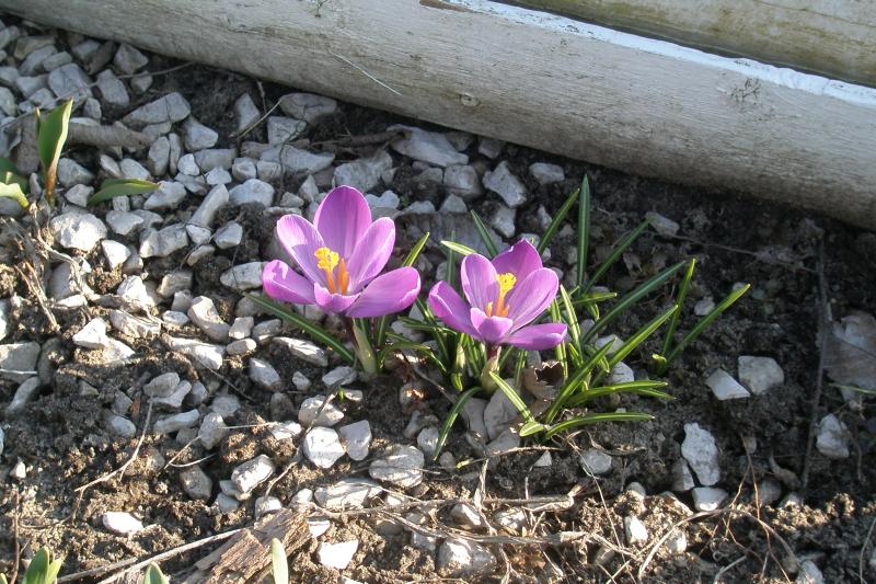 crocus