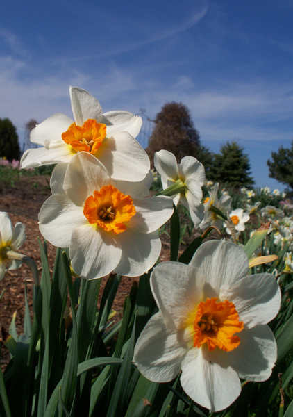 daffodils