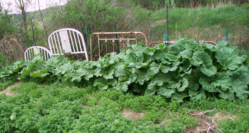 rhubarb