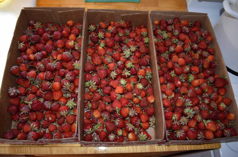 strawberries