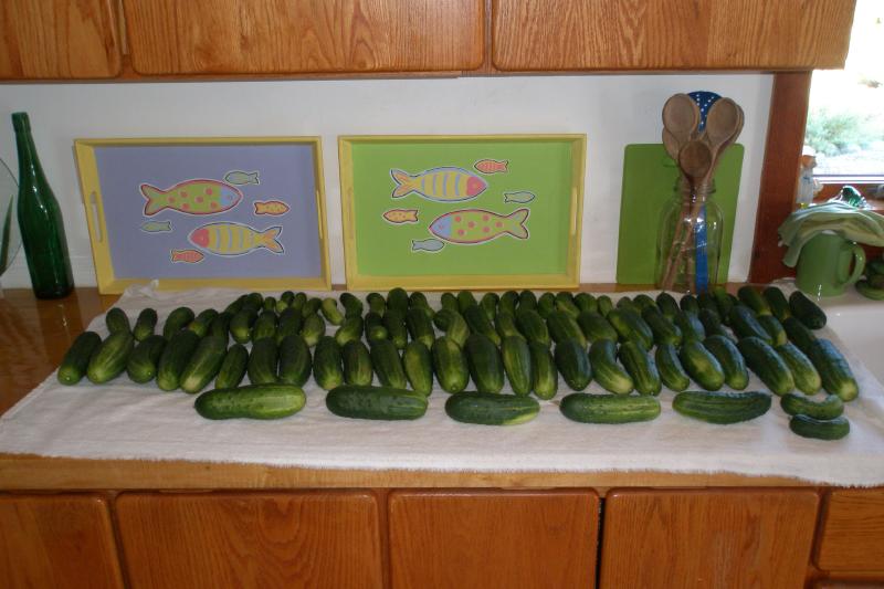 cucumbers