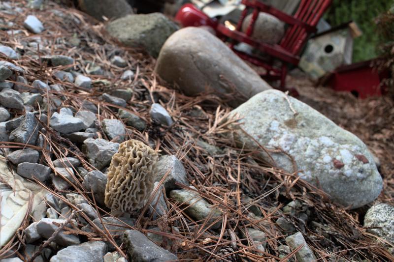 morels