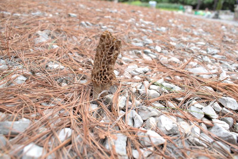 morels