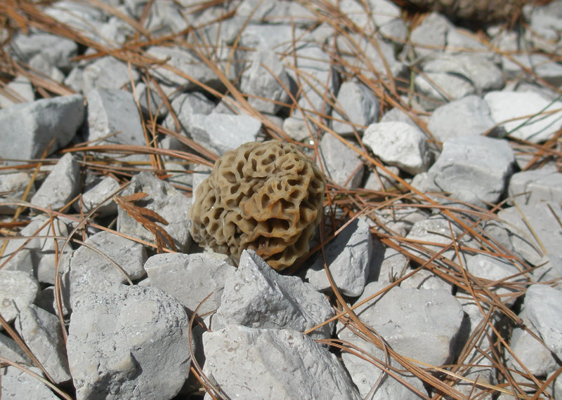 morels