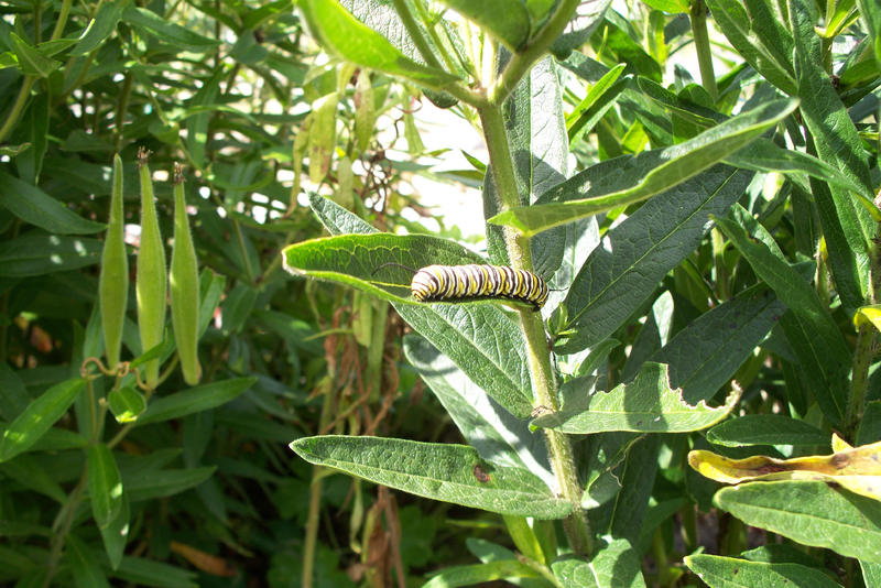 100_2632_Monarch_Caterpillar_thm.jpg