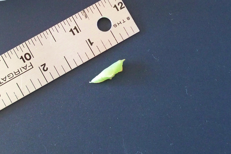 cabbage butterfly pupa