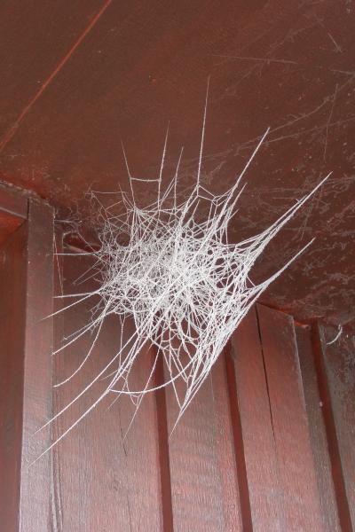 frozen_web