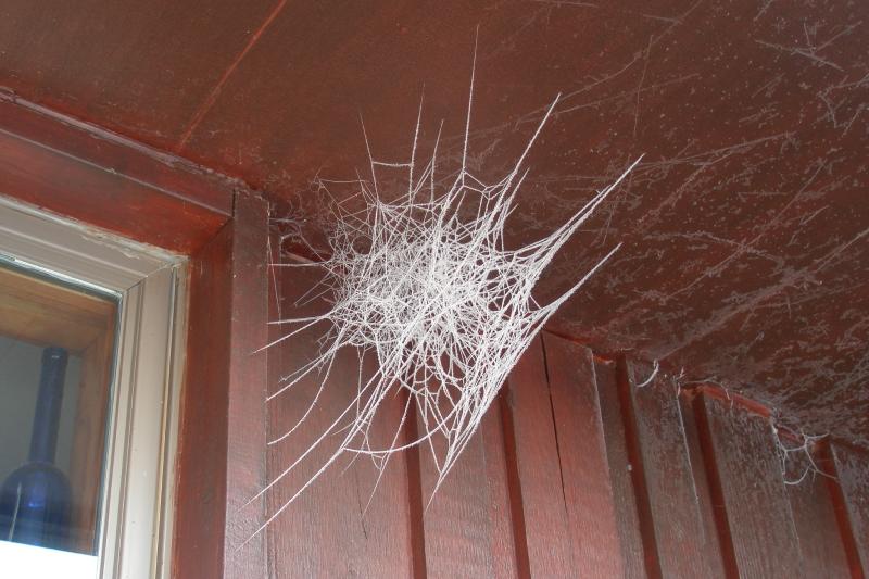 frozen_web