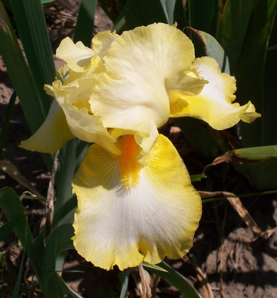 irises