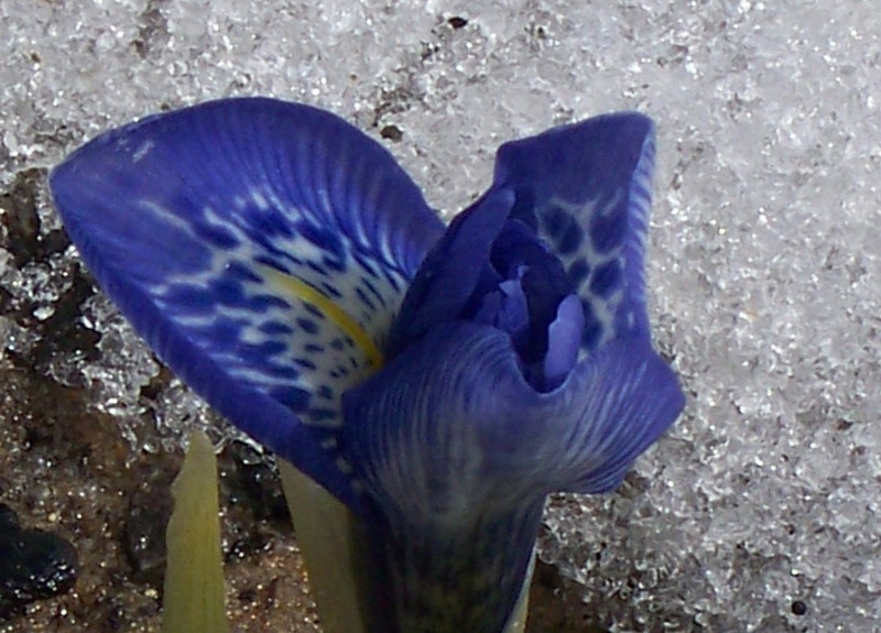 irises