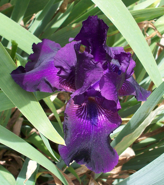 irises