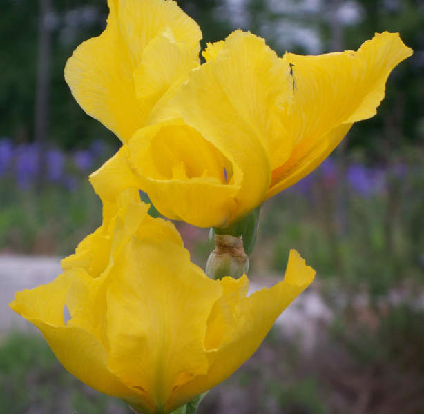 irises