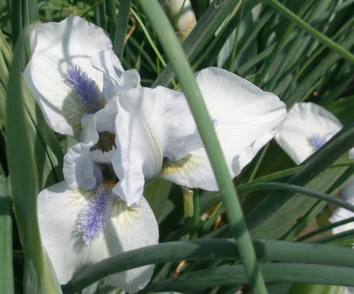 irises