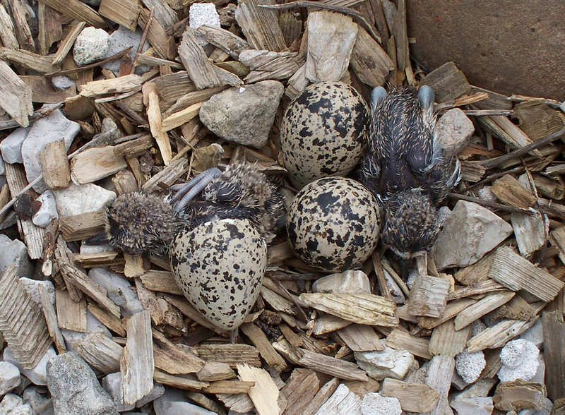 hatchlings