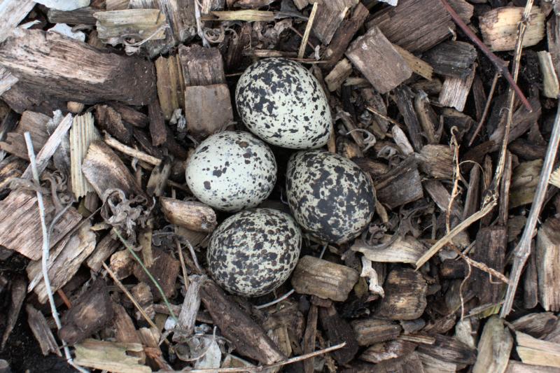 killdeer eggs