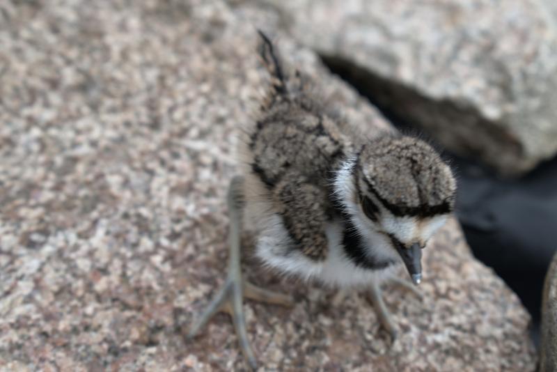 killdeer youngster