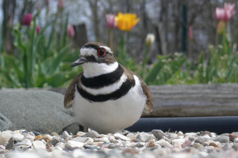 killdeer