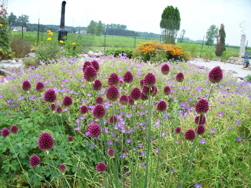 flowers