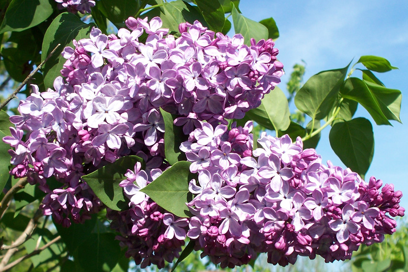 lilacs