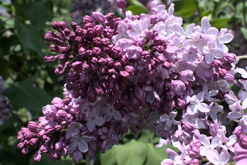 lilacs