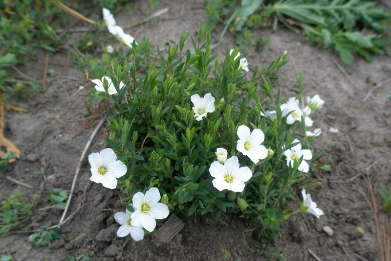 sandwort