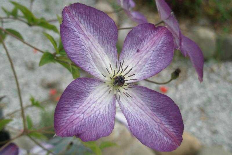 clematis