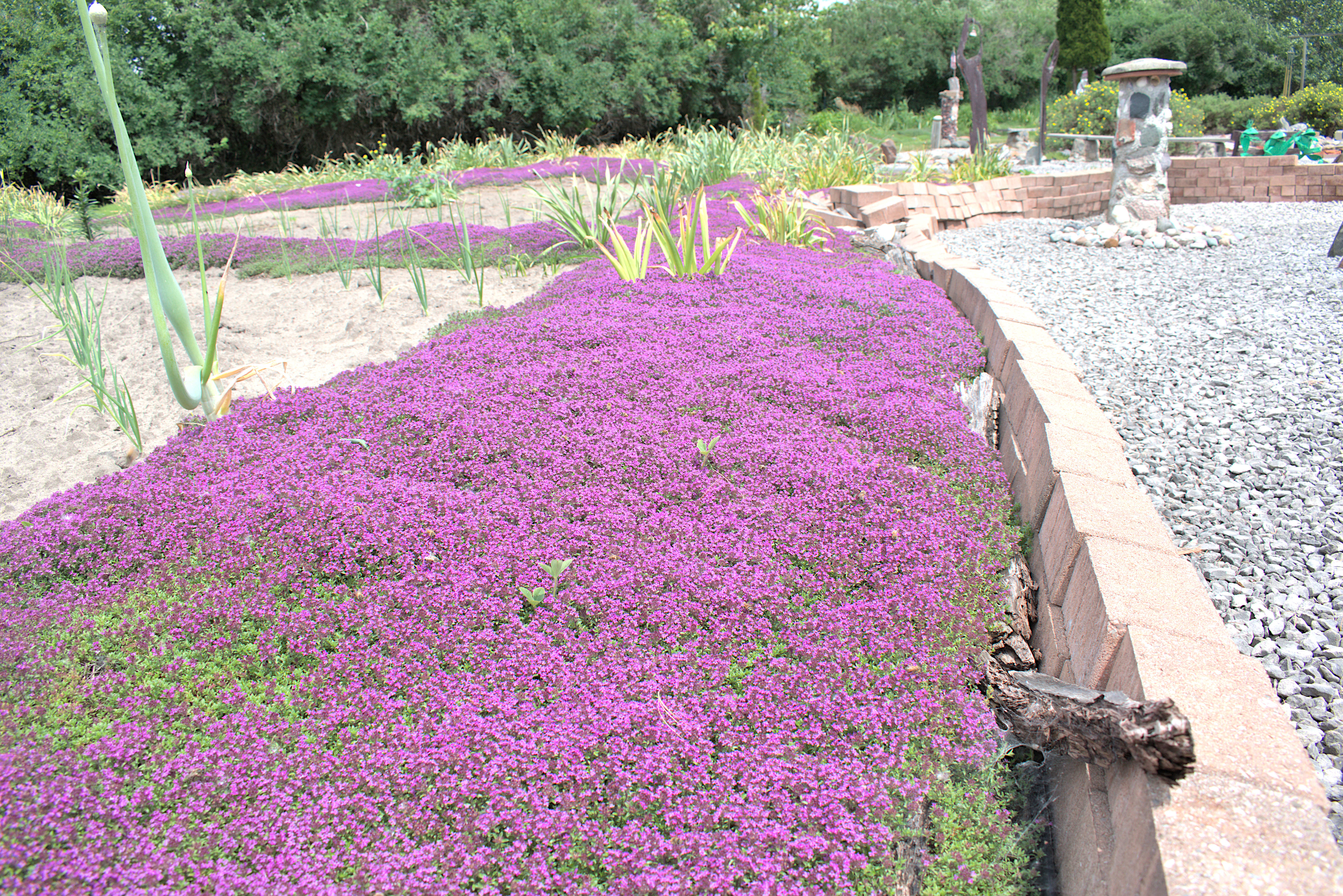 DSC_20240605_132655-0400_2333_Purple_Thyme.jpg