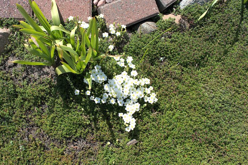n_garden