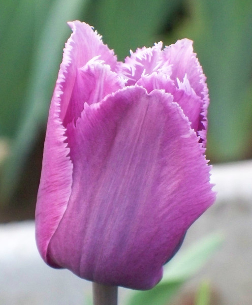 tulip