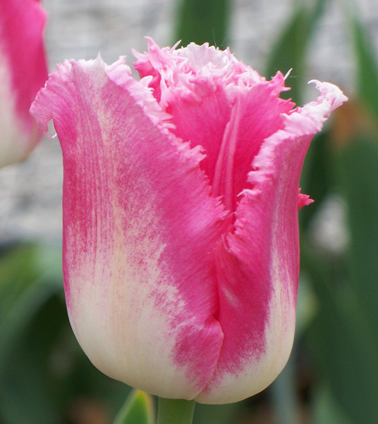 tulip