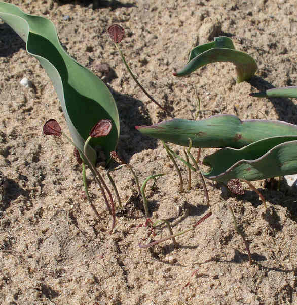 tulip,seedlings