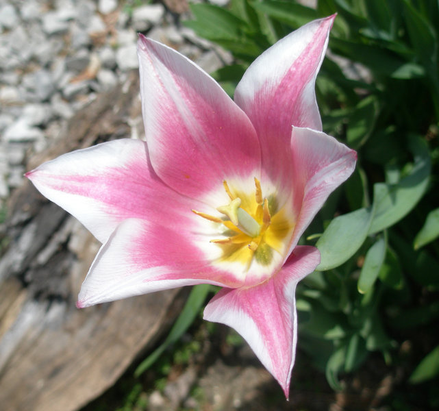 tulip